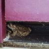 CRAPAUD blotti contre la porte d'entrée ( photo prise le 13 juillet 2025). REMI JAYAT